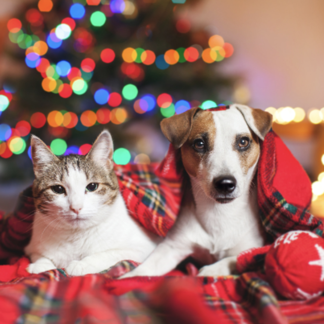 Top tips to keep pets safe during the holidays